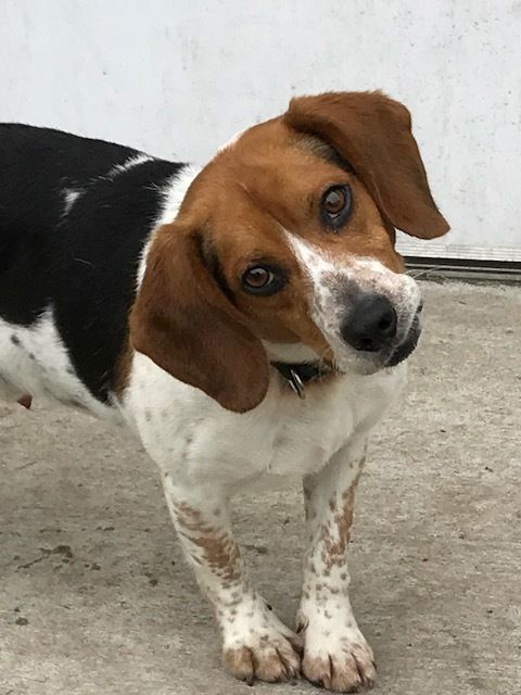 Elvis